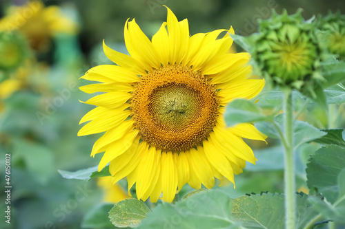 Yellow sunflower blooming in garden background