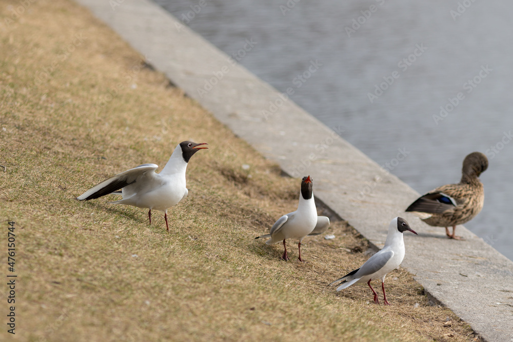 Fototapeta premium three seagulls on the shore