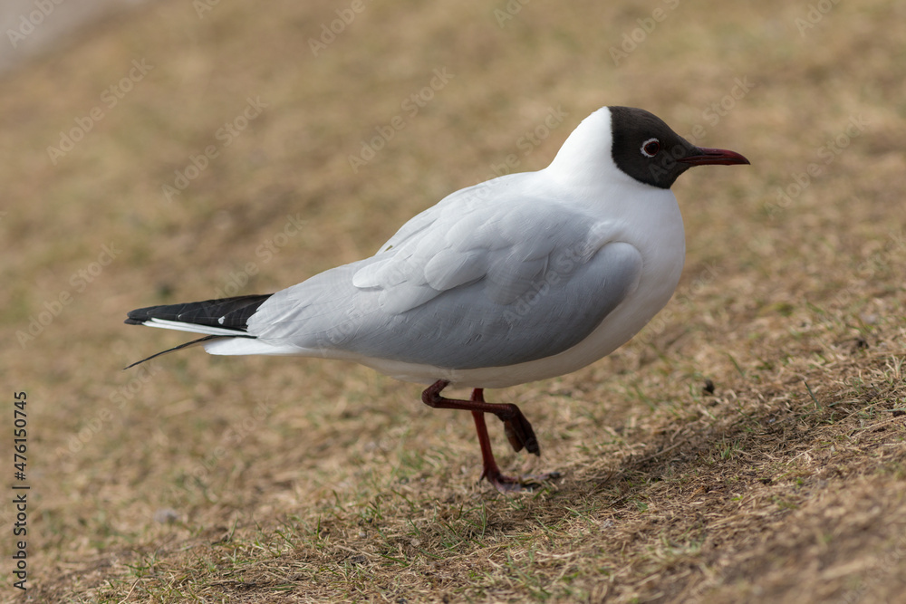 portrait of a seagull