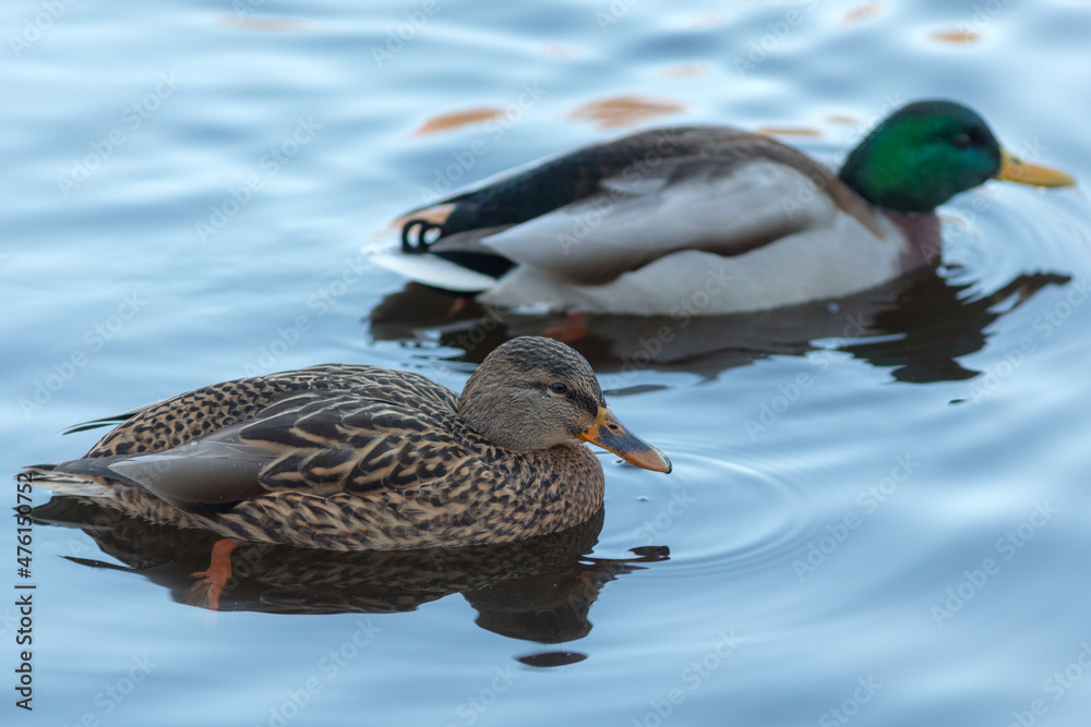 Obraz premium two ducks in blue water