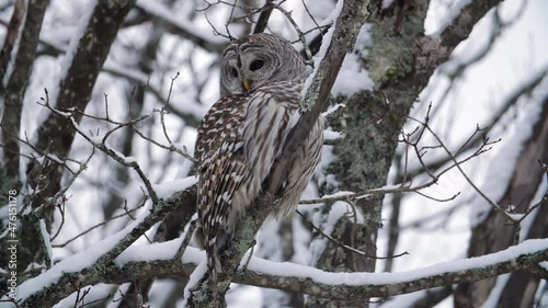 Barred Owl sits on snow covered branch. Winter forest in Ontario, Canada. photo