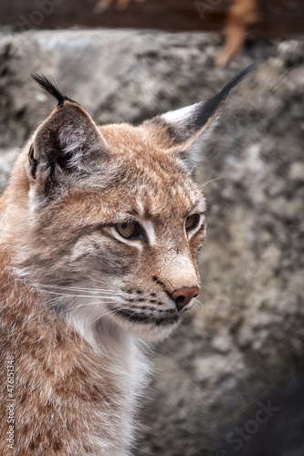 Portrait of The Eurasian lynx close-up  lat. Lynx lynx