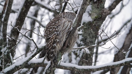 Barred Owl looks around and takes flight. Winter in Ontario, Canada. photo