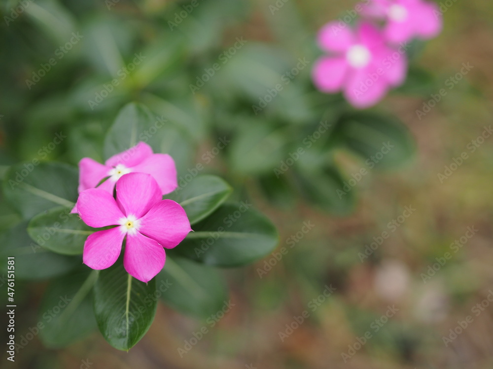 Common name West Indian, Madagascar, Bringht eye, Indian, Cape, Pinkle-pinkle, Vinca, Cayenne jasmine, Rose periwinkle, Old maid Scientific name Catharanthus roseus flower have pink color