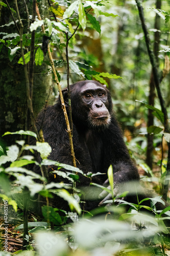 Murais de parede Vertical shot of a chimpanzee in the tropical rainforest