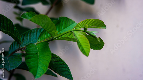Close-up shot of shrub leaves on a white background. photo