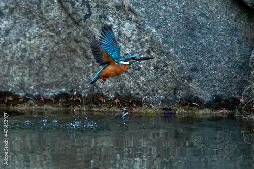 kingfisher in the forest © Matthewadobe