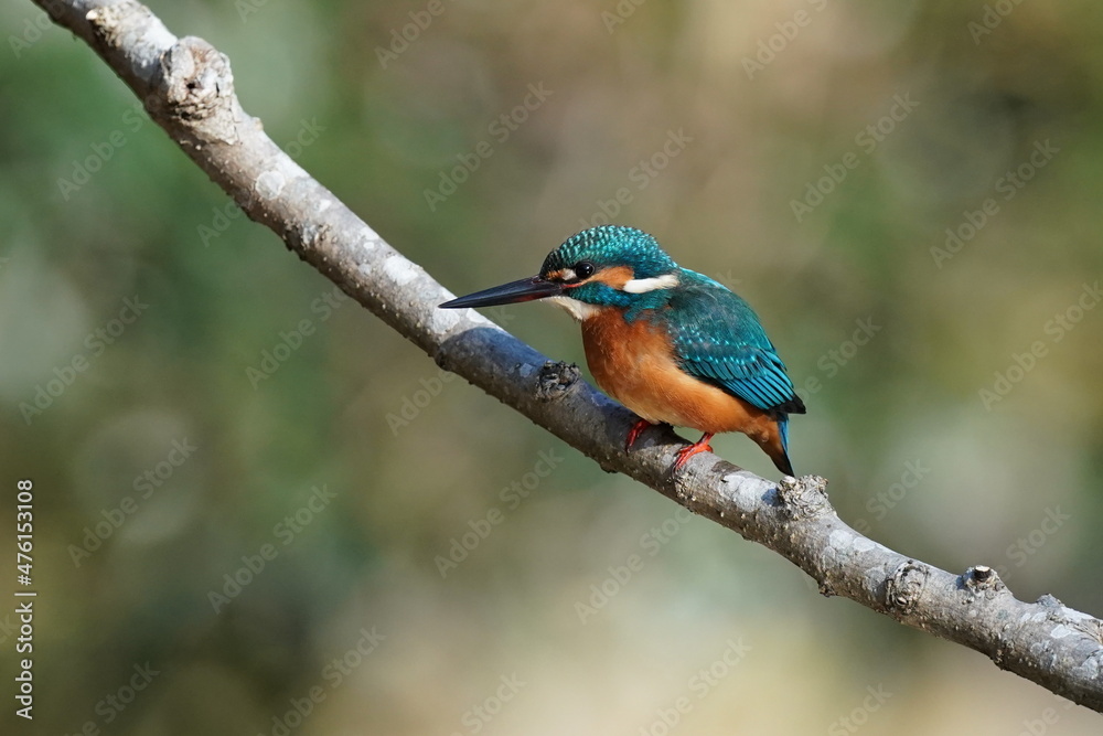 kingfisher in the forest