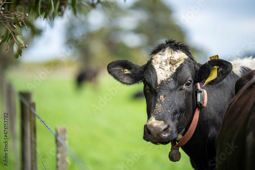 Stud Angus, wagyu, Murray grey, Dairy and beef Cows and Bulls grazing on grass and pasture. The animals are organic and free range, being grown on an agricultural farm in Australia. photo