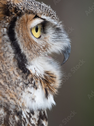 Close Up of a Great Horned Owl's Face and Open Beak in Profile photo