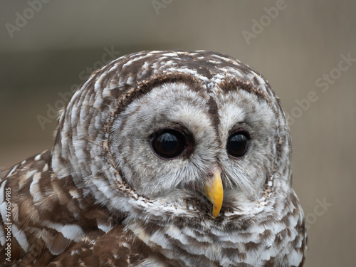 Close Up of the Face of a Barred Owl photo