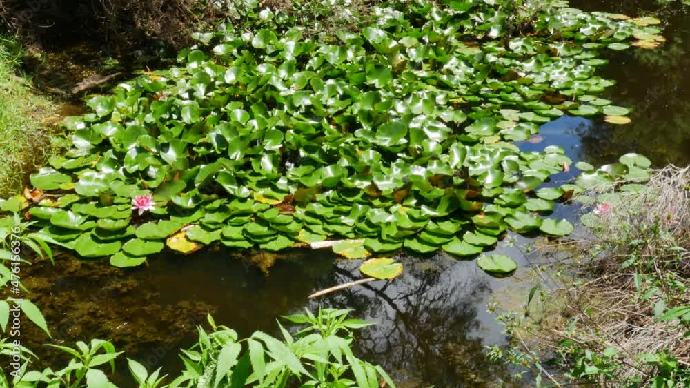 Growing green leaves of waterlily swimming on pond surface at national park during sunny day - Kerikeri,New Zealand