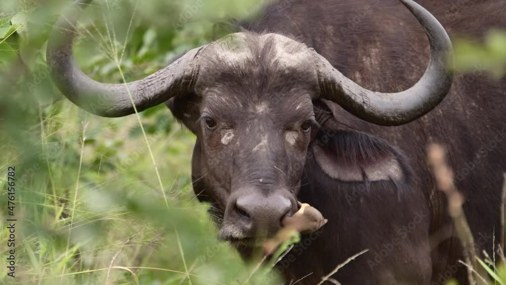 Medium closeup of a red-billed oxpecker cleaning buffalo's nose, Kruger National Park. Medium closeup of a red-billed oxpecker cleaning buffalo's nose, Kruger National Park.