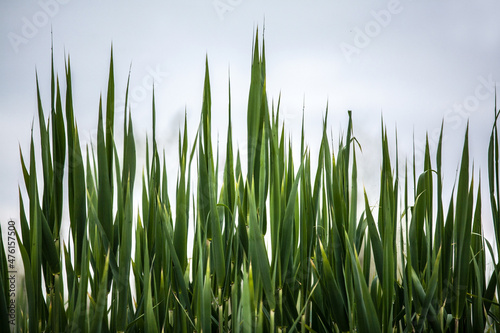 green grass on a white background