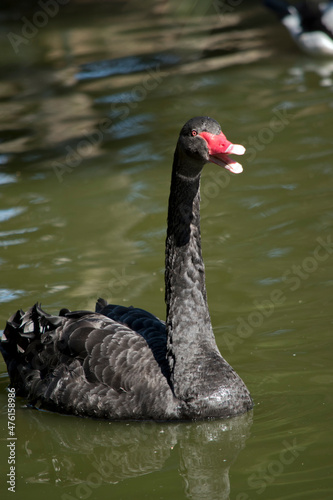 the black swan is swimming in the lake