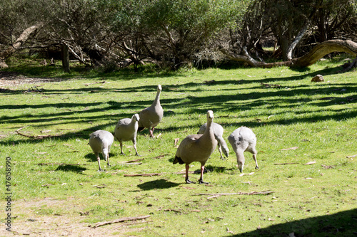 Schilderij op canvas the gaggle of cape barren geese are made up of 4 chicks and the parents