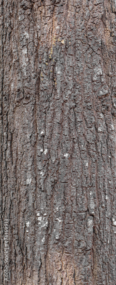 Ebossed texturem of the bark of tree on white background photo, High Resolution for 3D. Ebossed texturem of the bark of tree on white background photo, High Resolution for 3D.