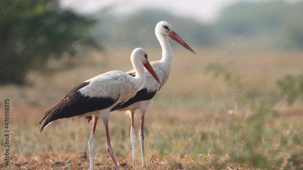 Obraz premium Pair of white storks