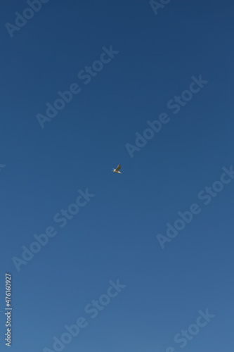 The seagull hovers against the clear blue sky to the south above the sea. Copy space. Vertical photo.