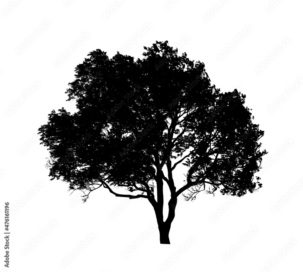 Fototapeta premium Tree silhouette for brush on white background