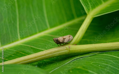 Leafhopper on a stem of a plant in nature during the daytime photo