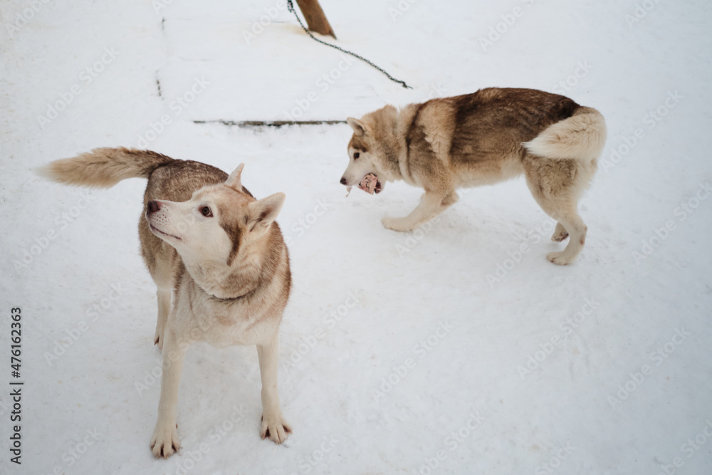 Naklejka premium Kennel of northern sled dogs in winter. Red Siberian husky. Two comrades, one is eating meat, and second waiting for his portion and looks away.