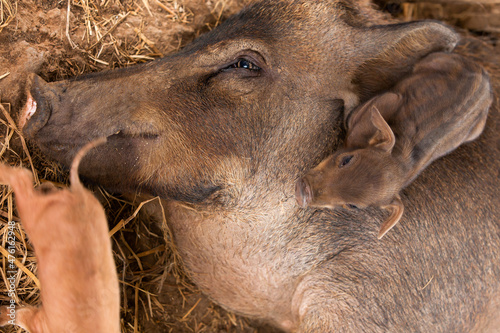 A sow lay on the ground suckling her piglets.