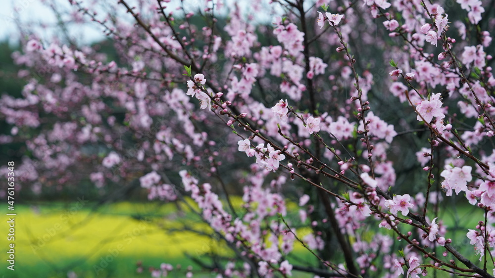 The beautiful pink peach flowers blooming on the branches in the wild field in spring