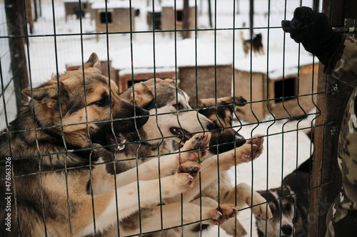 Charming young northern sled dogs in kennel in snow. Gray and red teenage Alaskan husky puppies in aviary in winter and are happy that they will soon be given portion of fresh meat.