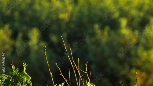 Common linnet (Carduelis cannabina) perched on tree branch and takeoff, Texel, The Netherlands