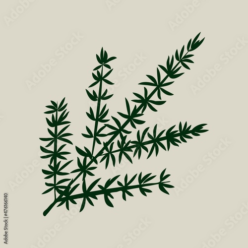 Christmas floral decorative elements for greeting cardsand and posters. Winter branch, berries, plants and floweres. Hand drawn vector illustration
