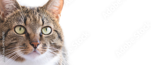 Banner with gray shorthair domestic tabby cat in front of white background. Domestic animal. Selective focus.