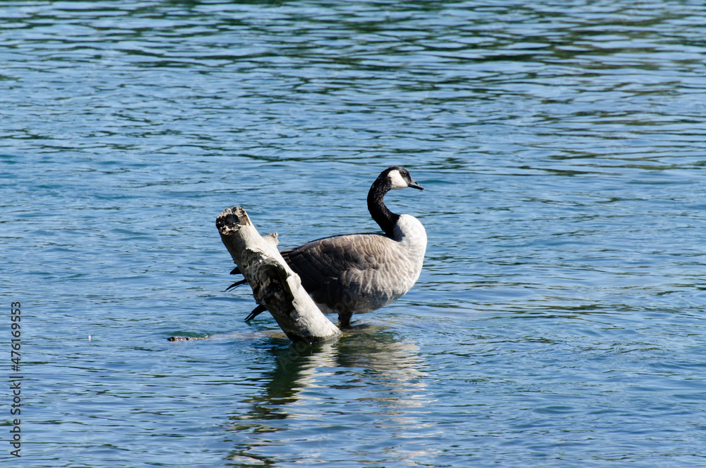 Fototapeta premium Canada goose sitting by a log in a river