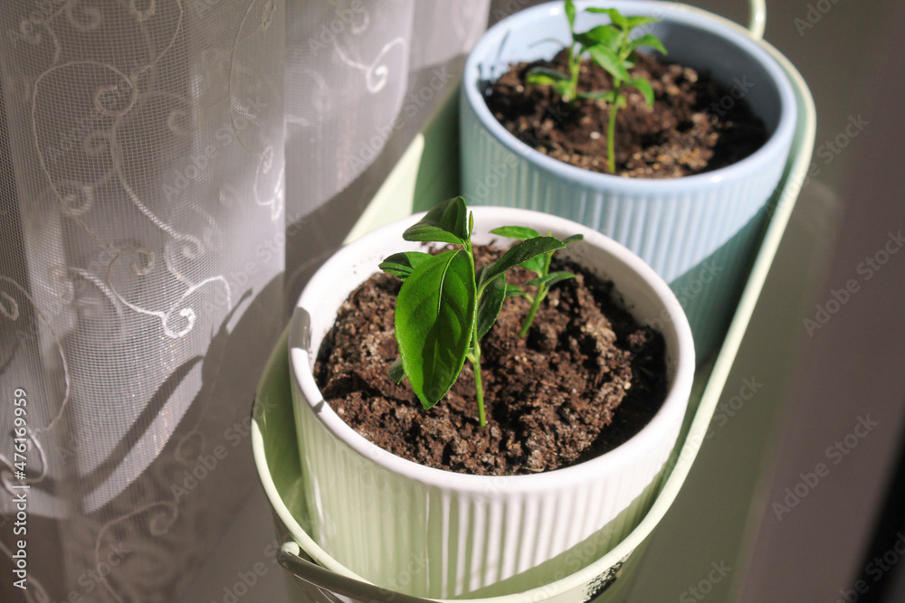 lemon plants in pots on the windowsill in the beautiful rays of the sun, young sprouts close-up. High quality photo lemon plants in pots on the windowsill in the beautiful rays of the sun, young sprouts close-up. High quality photo