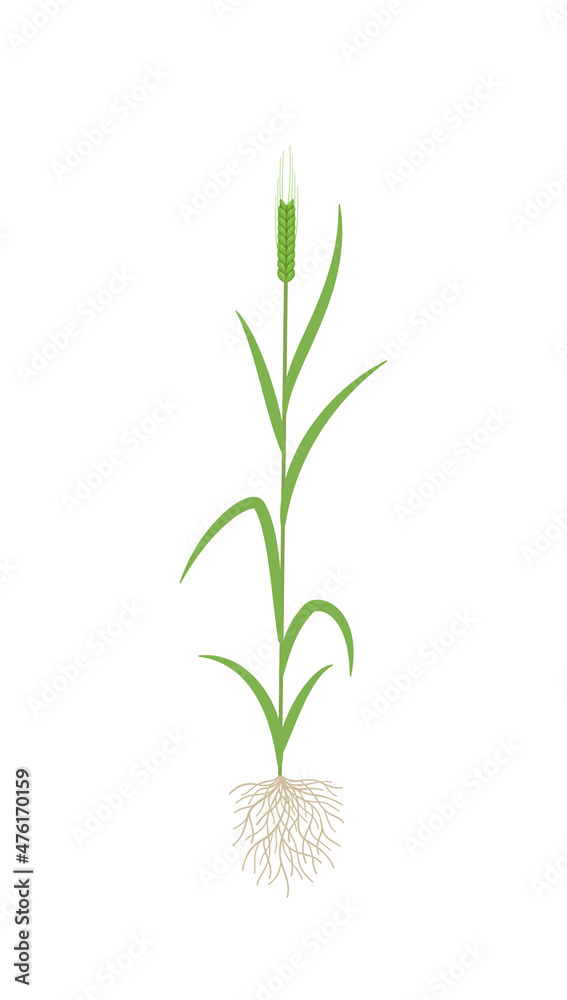 Obraz premium Barley green plant. Vector illustration.
