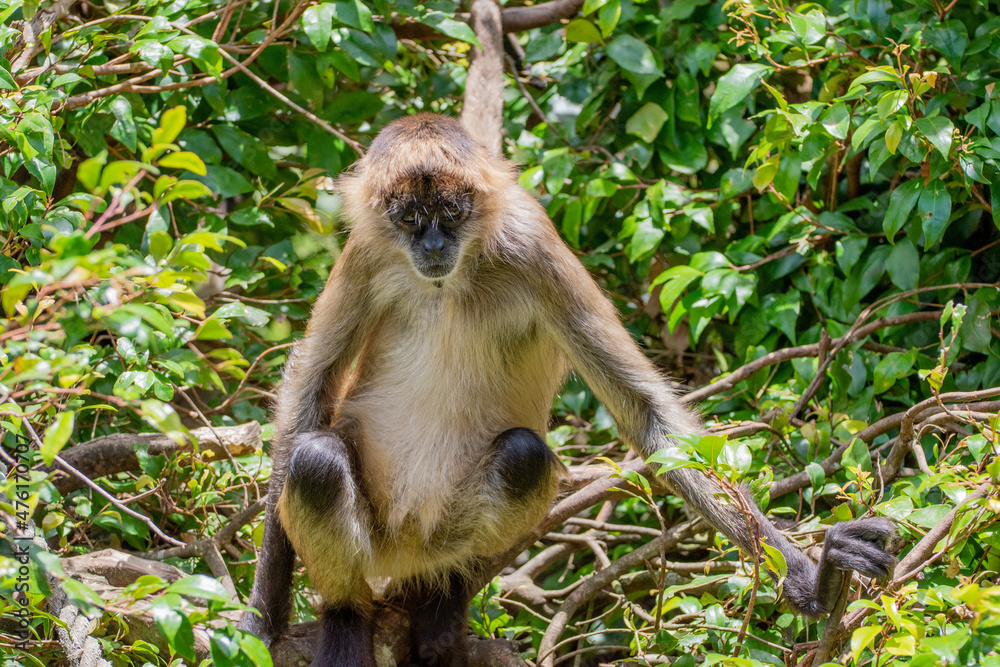 Obraz premium spider monkey