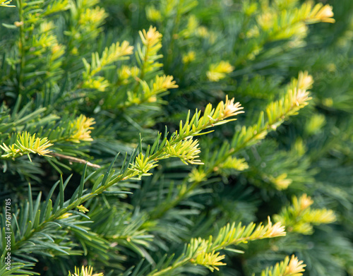 green spruce branches as background
