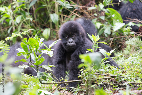 Baby Mountain Gorilla (Gorilla beringei beringei) being playful in the jungle of Rwanda. © Grantat