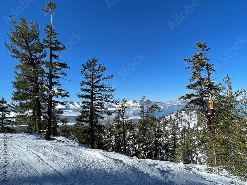 Landscape view of Lake Tahoe framed by trees from a ski resort on a bluebird winter day