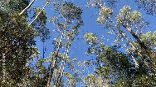 trees are swinging but one of them is moving way faster and in strange way photo