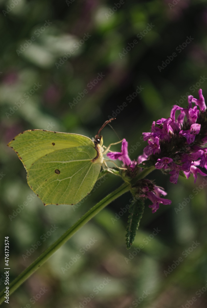 the butterfly on the flower in the city park
the butterfly on the flower in the city park