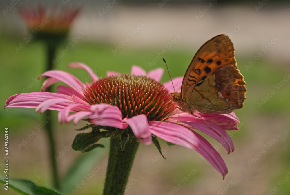 the butterfly on the flower in the city park
the butterfly on the flower in the city park