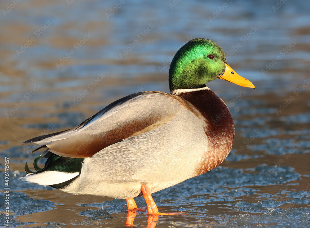 Obraz premium Mallard