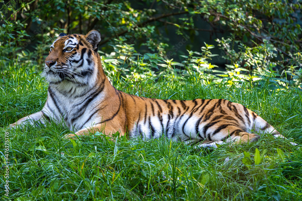 Obraz premium The Siberian tiger,Panthera tigris altaica in a park