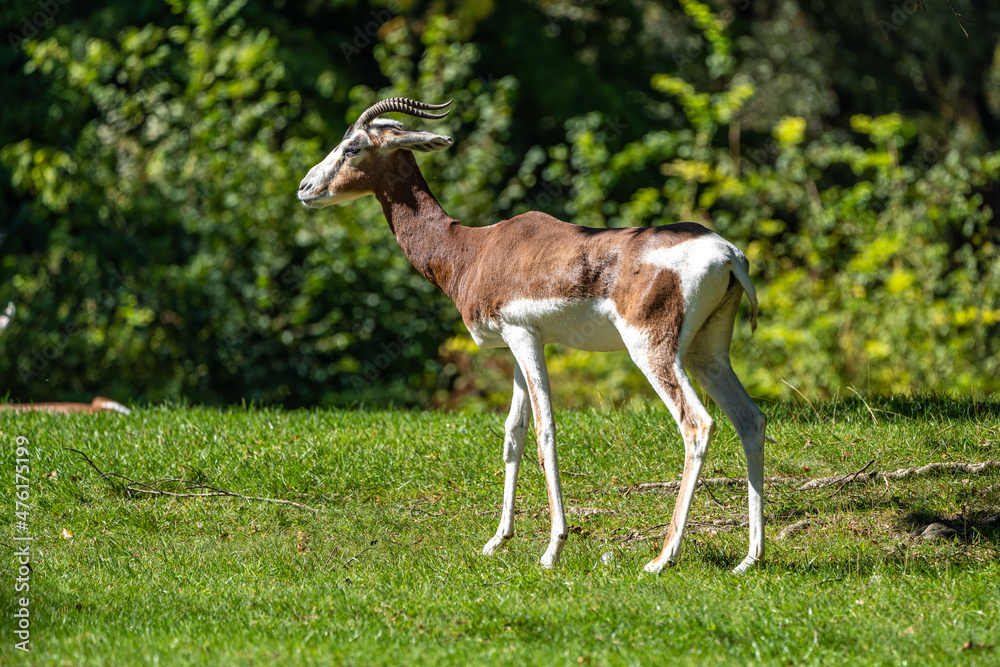 Dama gazelle, Gazella dama mhorr or mhorr gazelle is a species of gazelle Dama gazelle, Gazella dama mhorr or mhorr gazelle is a species of gazelle