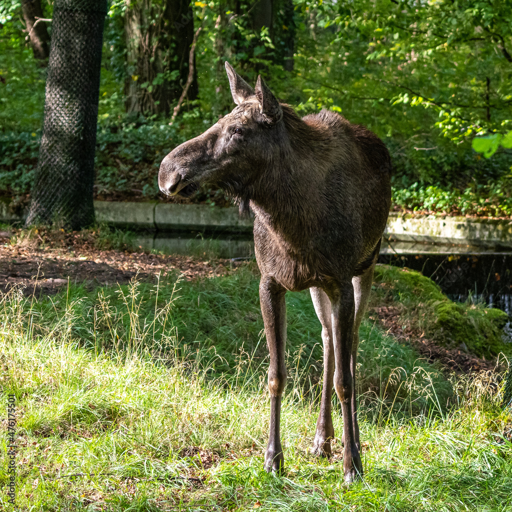 Fototapeta premium European Moose, Alces alces, also known as the elk