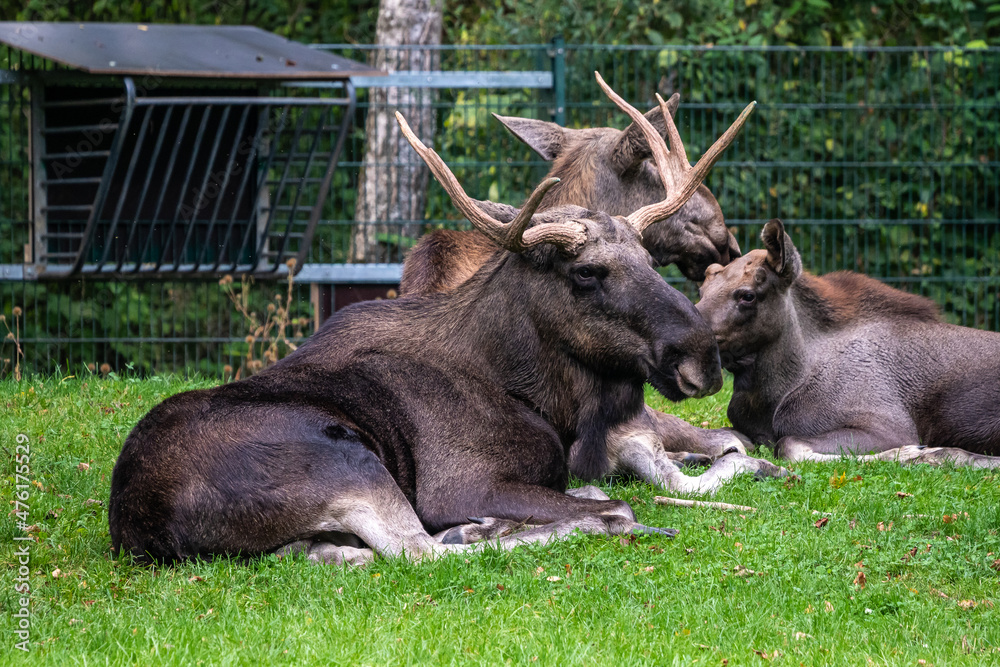 European Moose, Alces alces, also known as the elk European Moose, Alces alces, also known as the elk