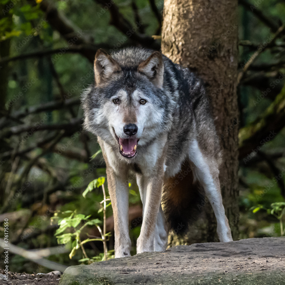 European Grey Wolf, Canis lupus in a german park European Grey Wolf, Canis lupus in a german park