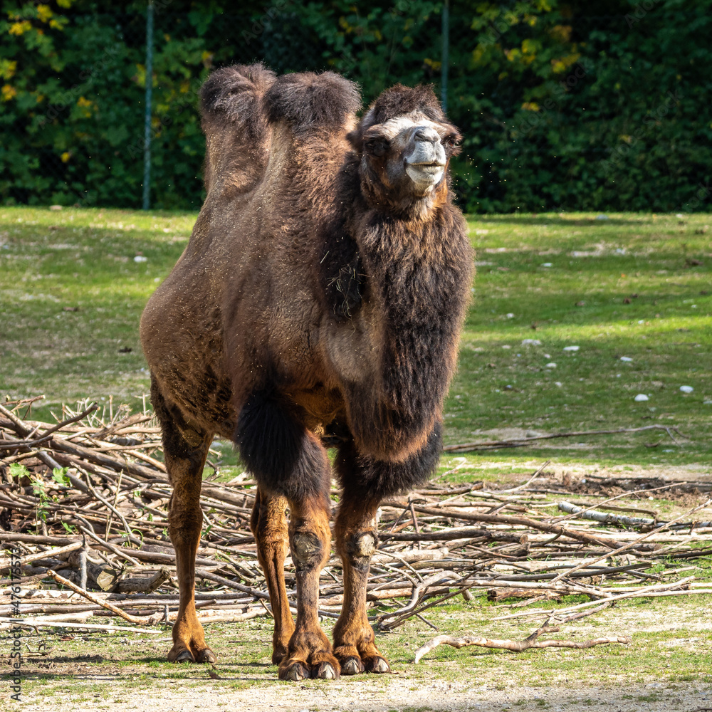 Fototapeta premium Bactrian camel, Camelus bactrianus in a german park