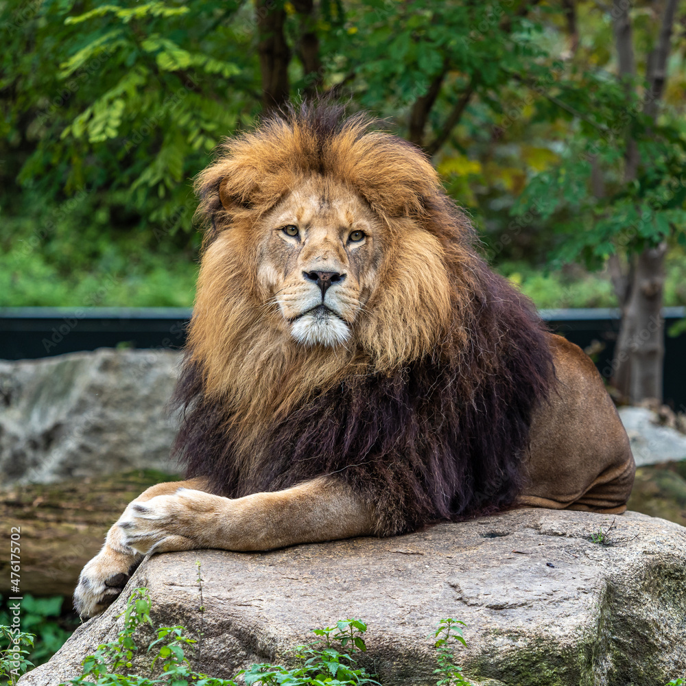 Naklejka premium The lion, Panthera leo is one of the four big cats in the genus Panthera